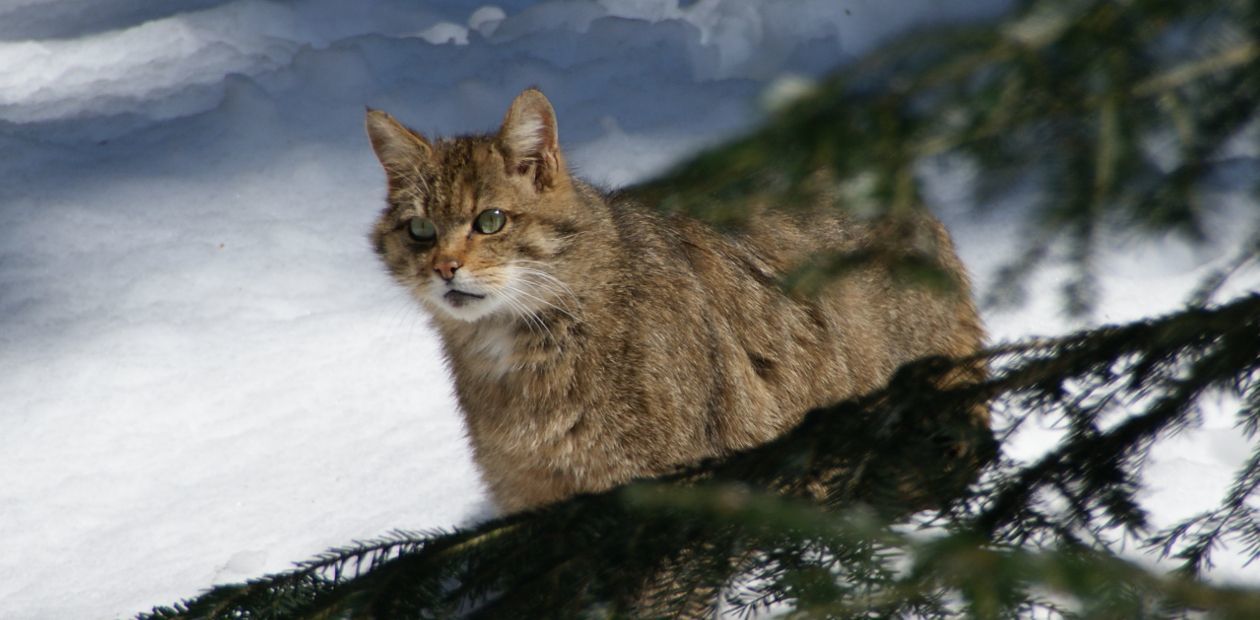 Unlike dogs, domestic cats have grown in size over the past 2,000 years - cat, Domestication, Archaeological finds, Викинги, Longpost