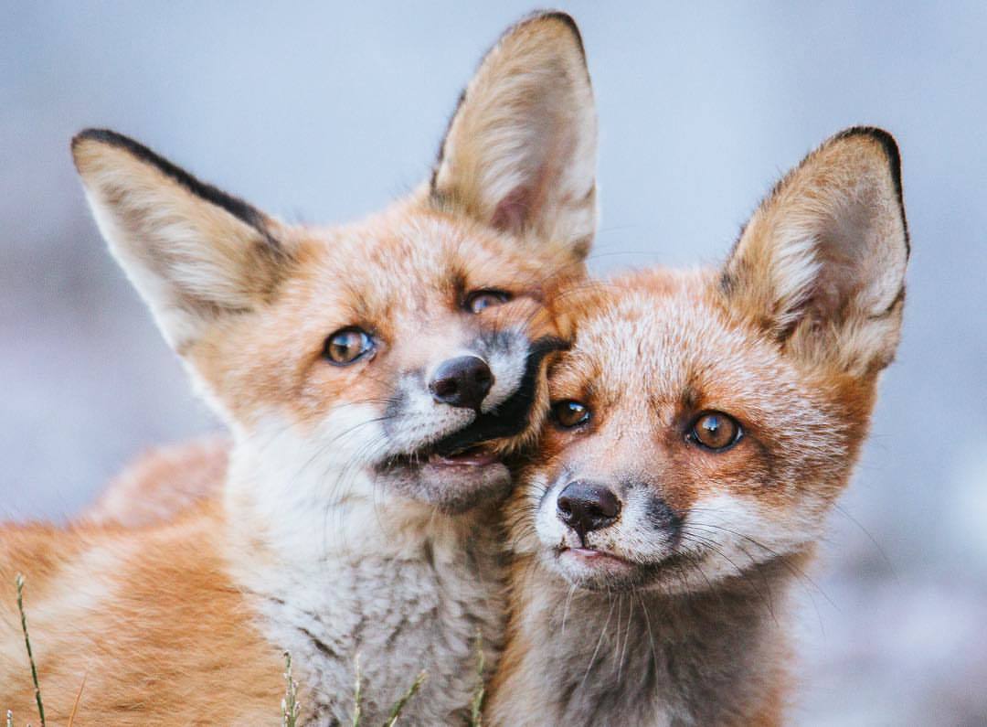 Bite your ear ^.^ - Fox, Milota, Animals, Redheads, The photo, Kus, Fyr