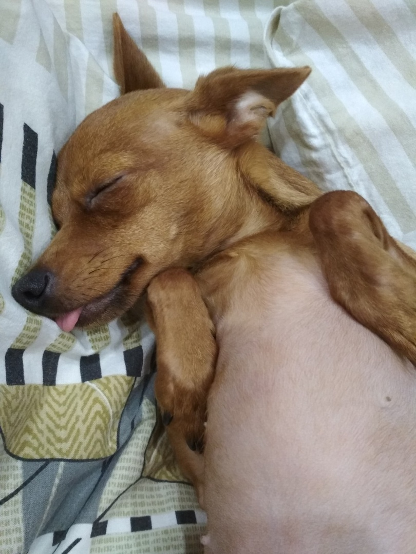 I would like to sleep now, but this is not all .. - Dog, Dream, Language, Animals, Chihuahua