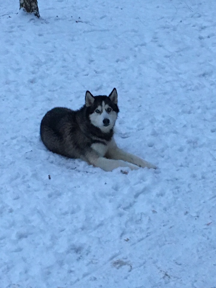 Lost dog! SPB! - My, Lost, Dog, Saint Petersburg, Husky, Nevsky District, No rating, Help, Helping animals