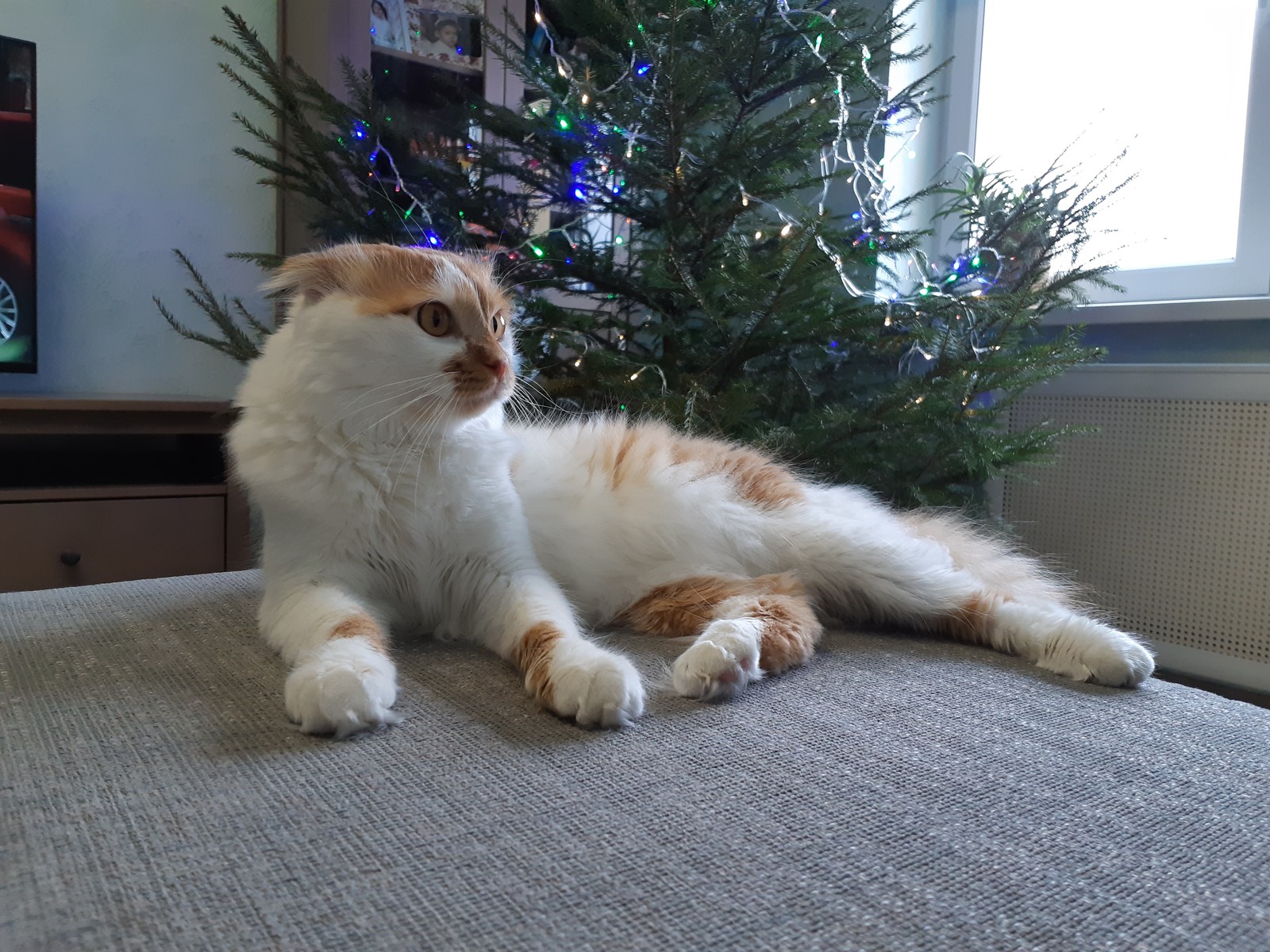 Christmas tree and cat. - My, cat, Christmas tree, Longpost