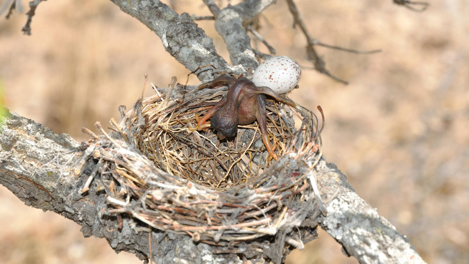 Feathered egoists. - Video, Cuckoo, Instinct, Cuckoo