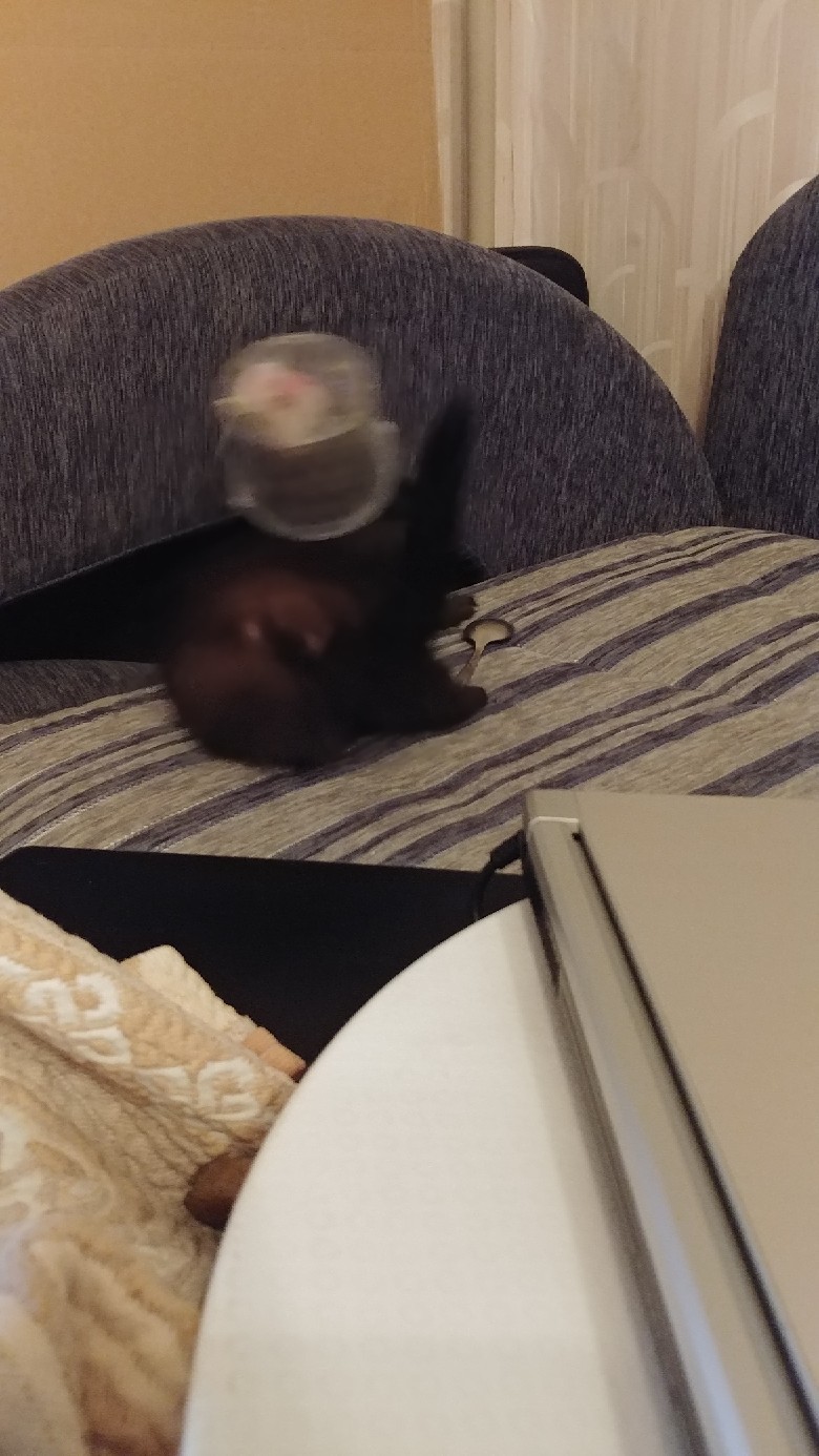 The game - My, Ferret, Activity, Funny, Longpost