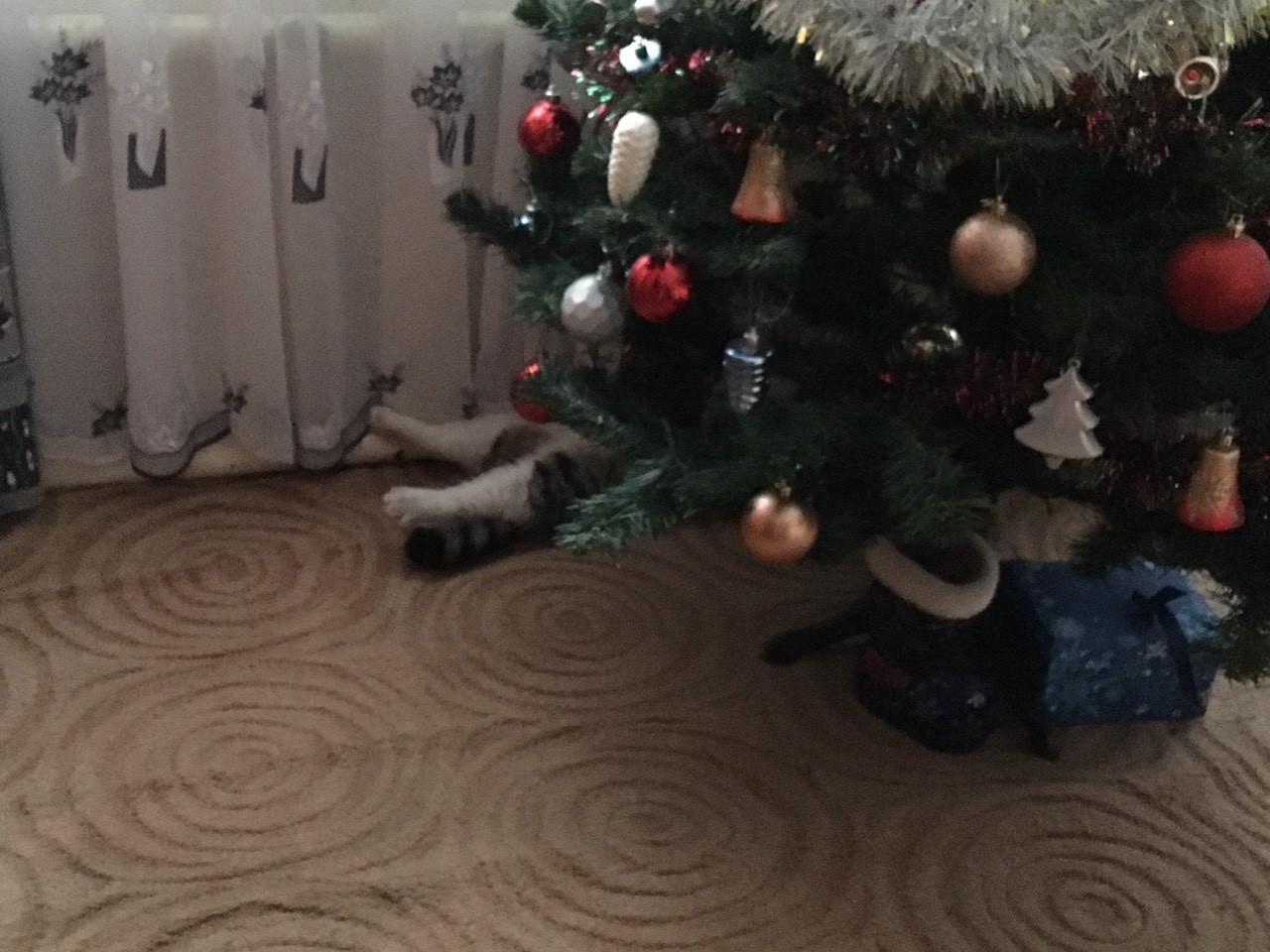 Come up with a title for the photo - My, cat, Christmas tree