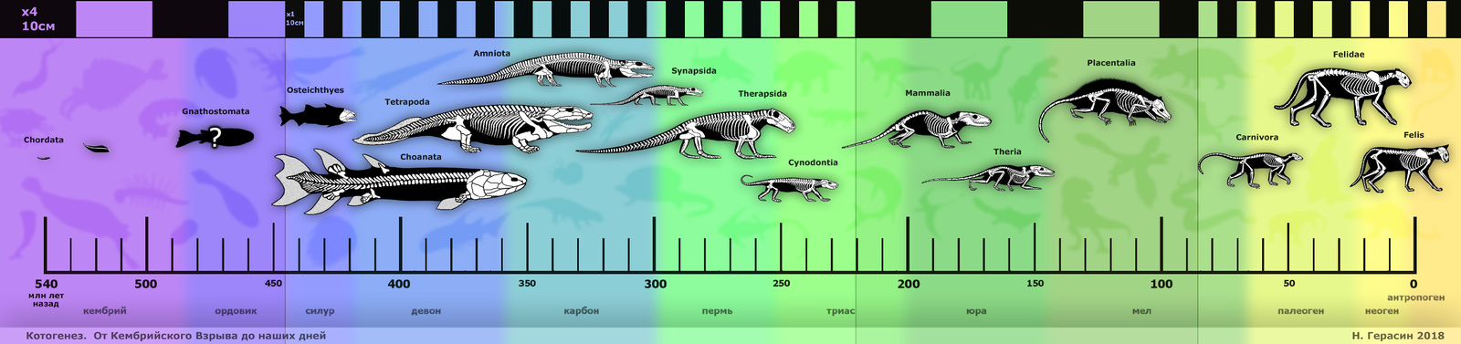 Cat evolution - My, cat, Evolution, Chronology, Biology