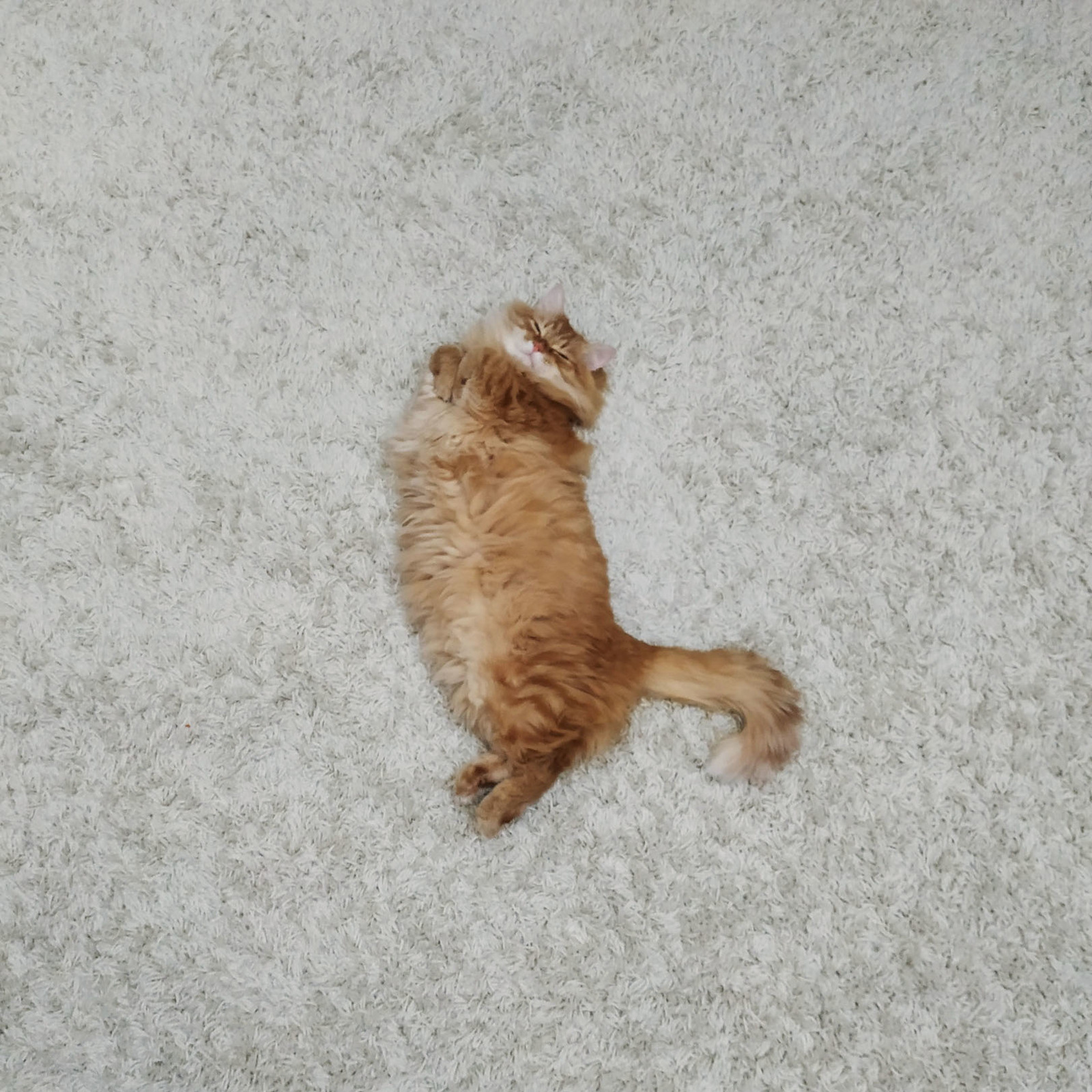 The cat fell asleep on the carpet. - My, cat, Fotozhaba, Longpost