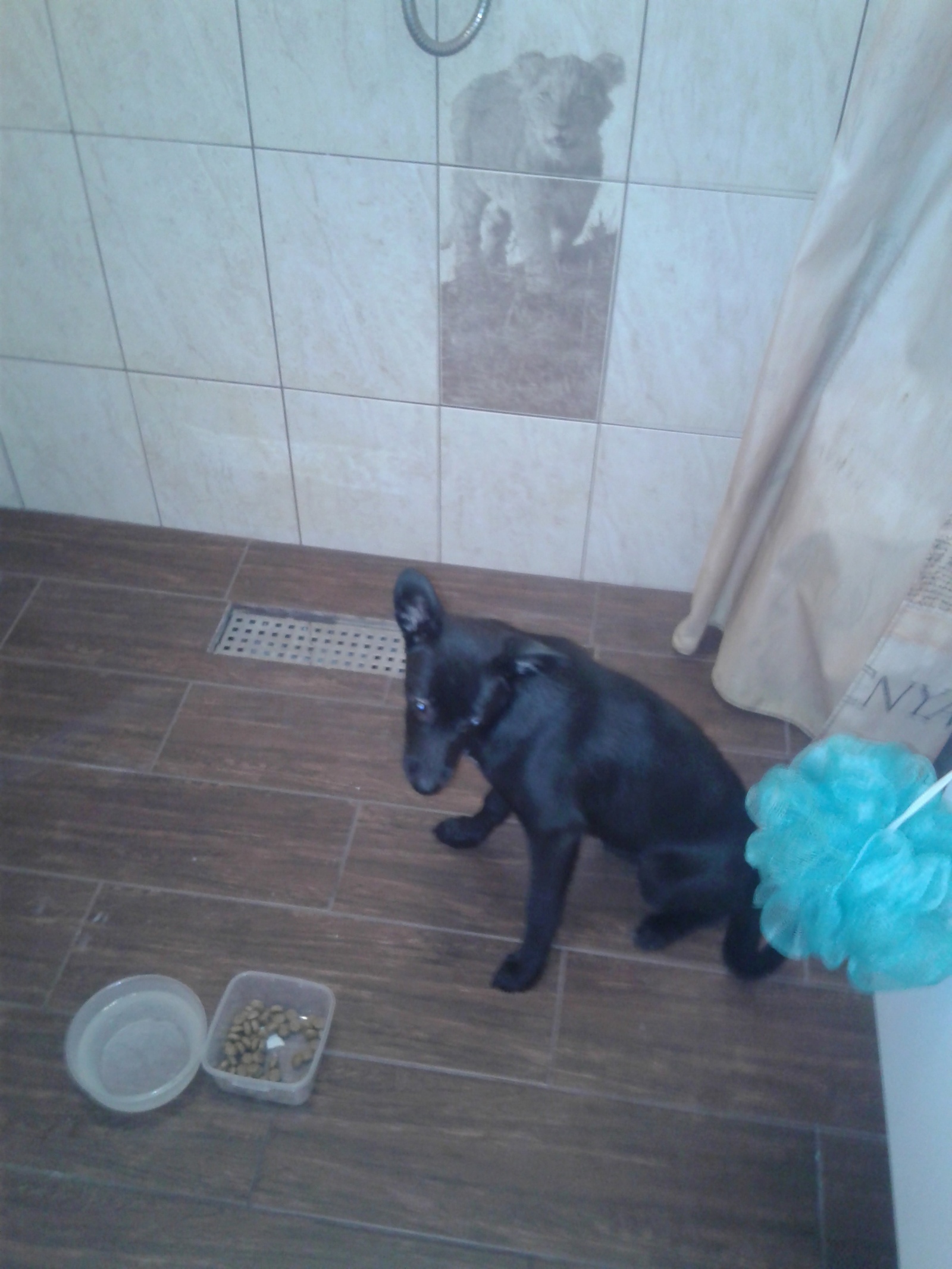 Novosibirsk. - My, Dog, Lost, Urgently, Longpost, Novosibirsk, In good hands, No rating