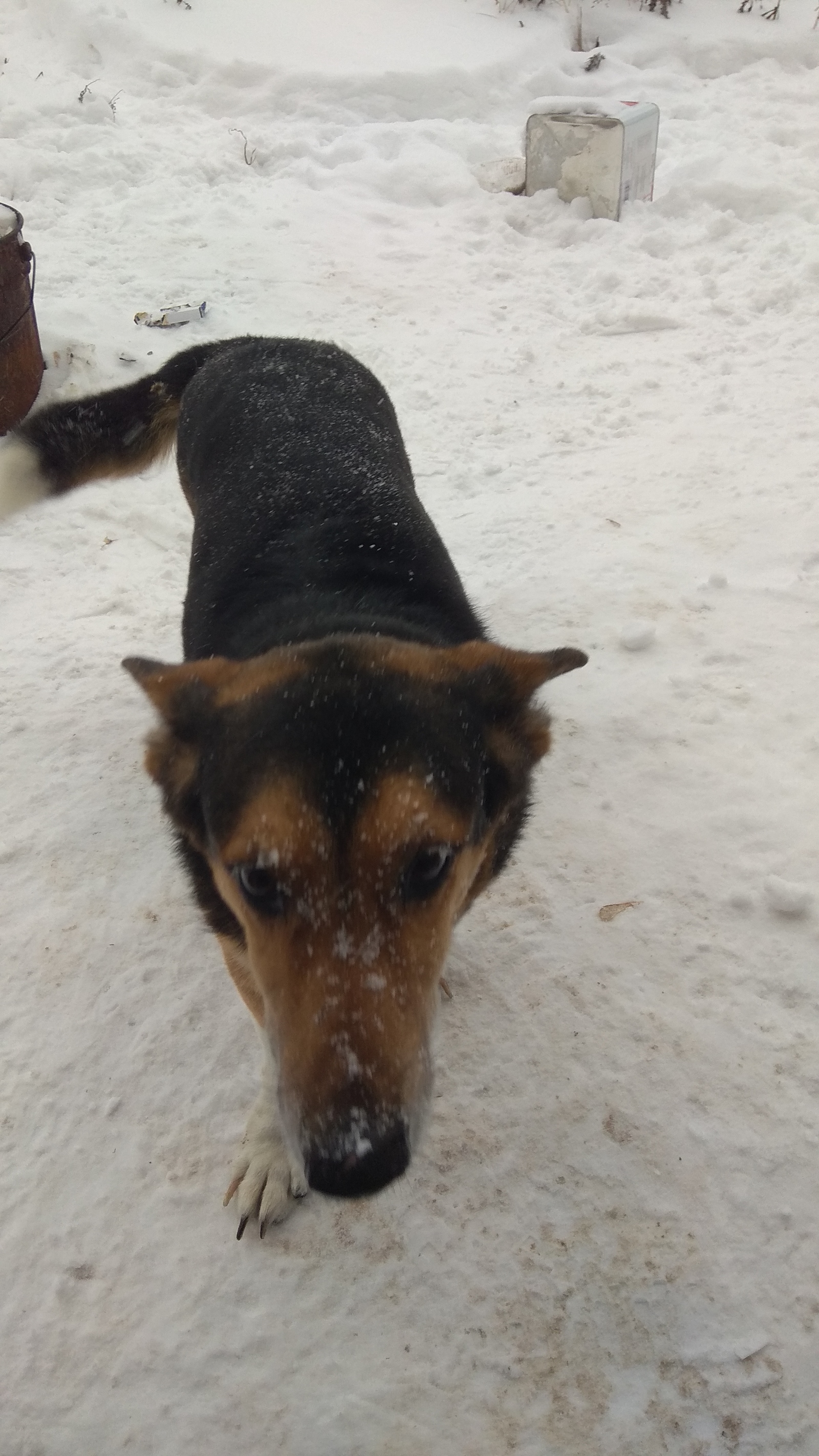 Dog found Kazan [UPD Owner found] - My, Found a dog, Kazan, Dog, No rating, Longpost