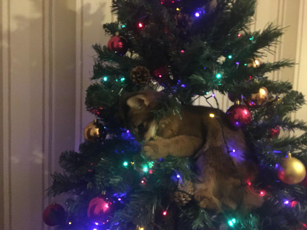 The history of one Christmas tree - My, cat, Christmas tree, New Year, somali cat, Longpost, Somali cat