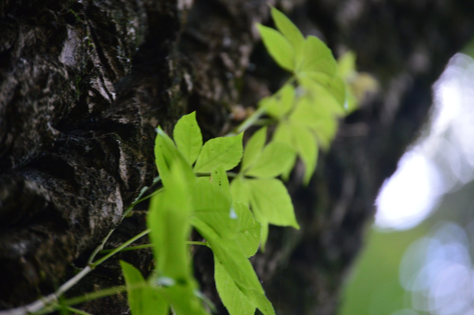 A little greenery in the tape, though a photo of the beginning of autumn. - My, The photo, September, Nature, Forest, Longpost, Nikon d3200