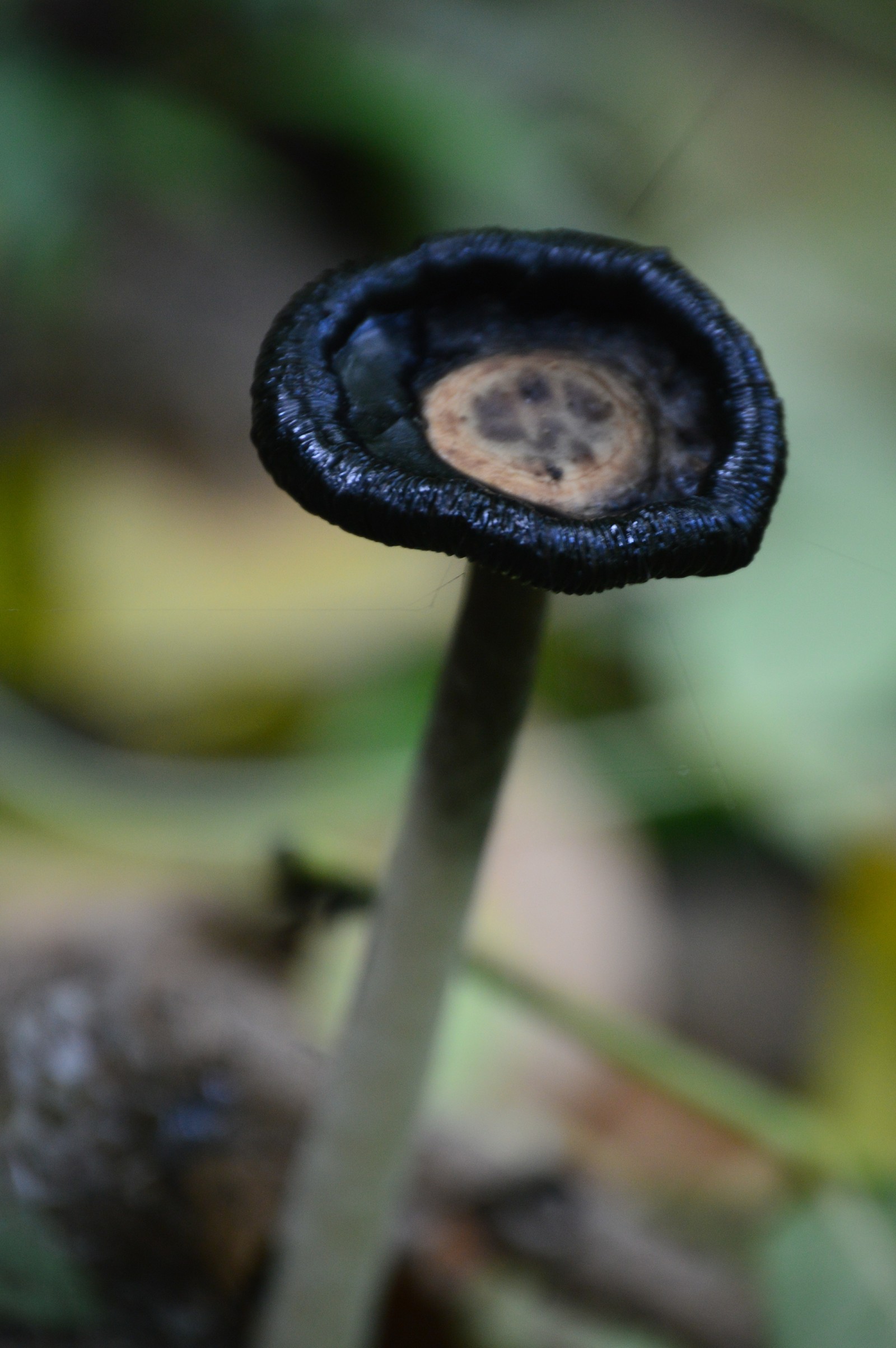 A little greenery in the tape, though a photo of the beginning of autumn. - My, The photo, September, Nature, Forest, Longpost, Nikon d3200