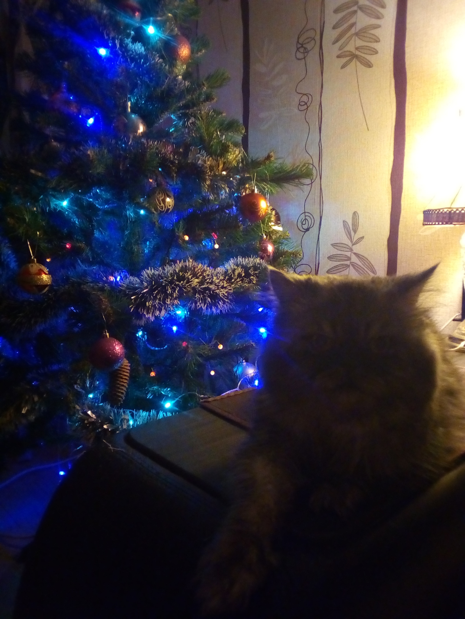 New Year. - My, Toka today put up a Christmas tree, cat, New Year, Christmas tree, Insidious cats, Longpost