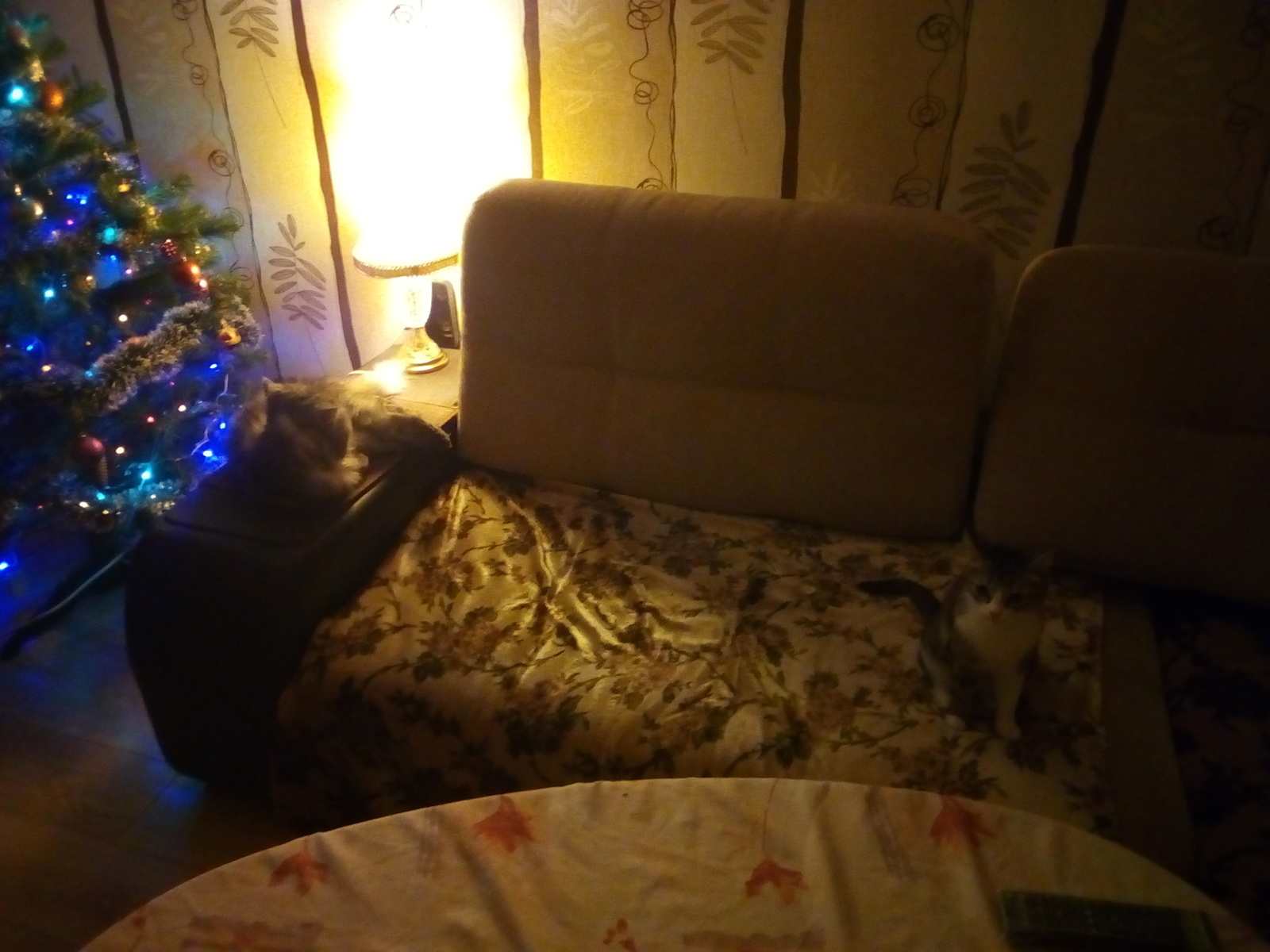 New Year. - My, Toka today put up a Christmas tree, cat, New Year, Christmas tree, Insidious cats, Longpost