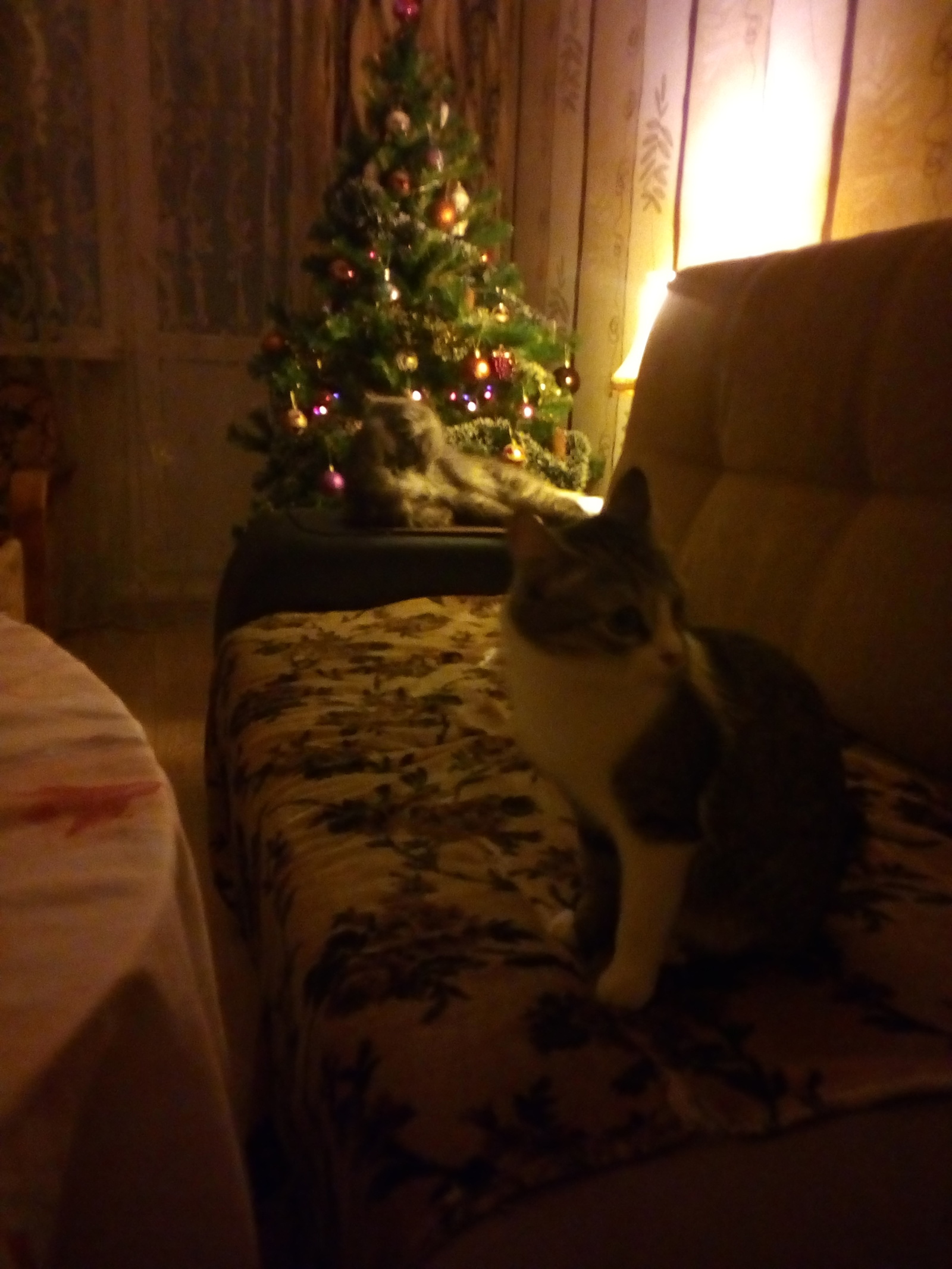 New Year. - My, Toka today put up a Christmas tree, cat, New Year, Christmas tree, Insidious cats, Longpost