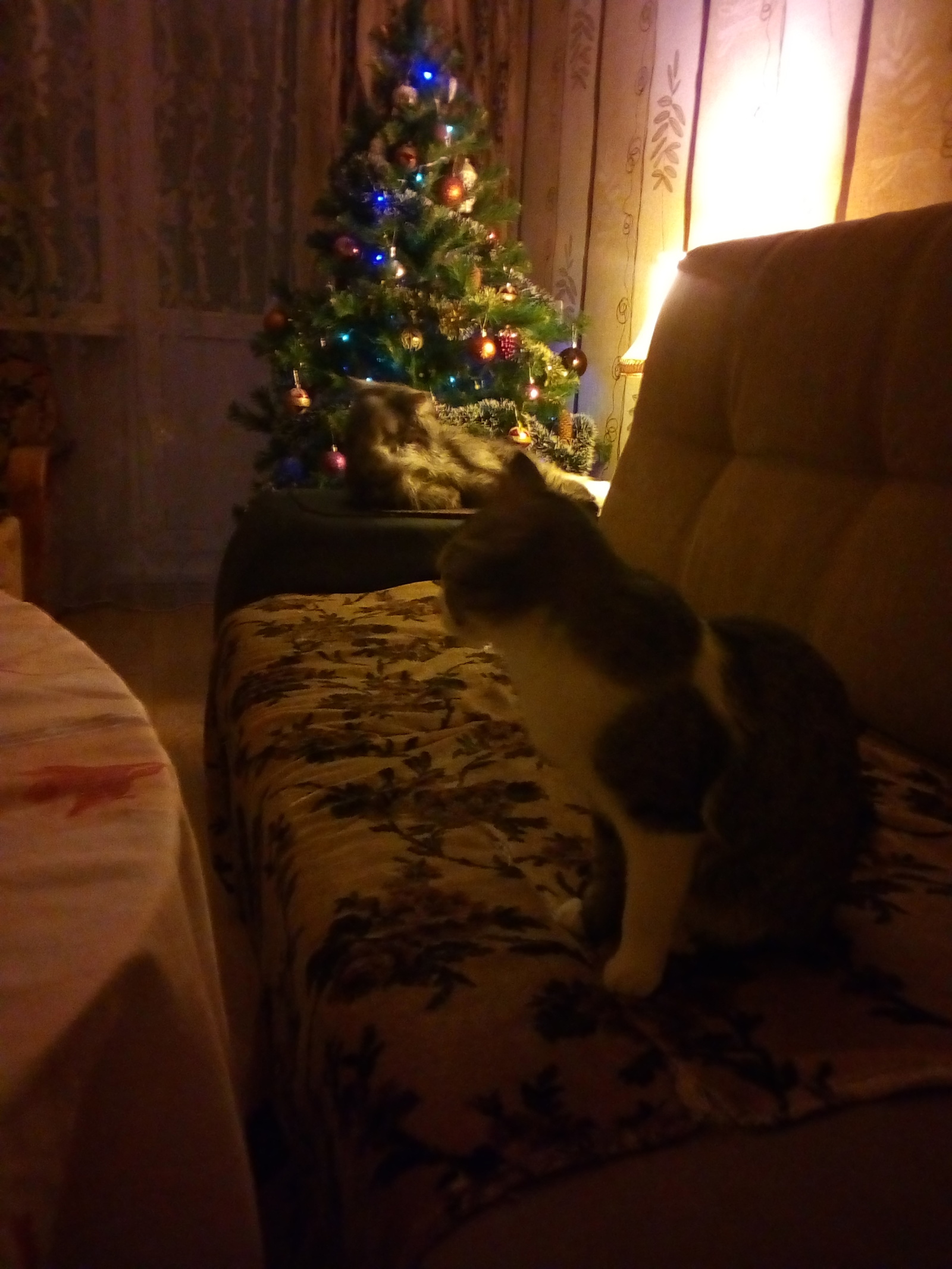 New Year. - My, Toka today put up a Christmas tree, cat, New Year, Christmas tree, Insidious cats, Longpost