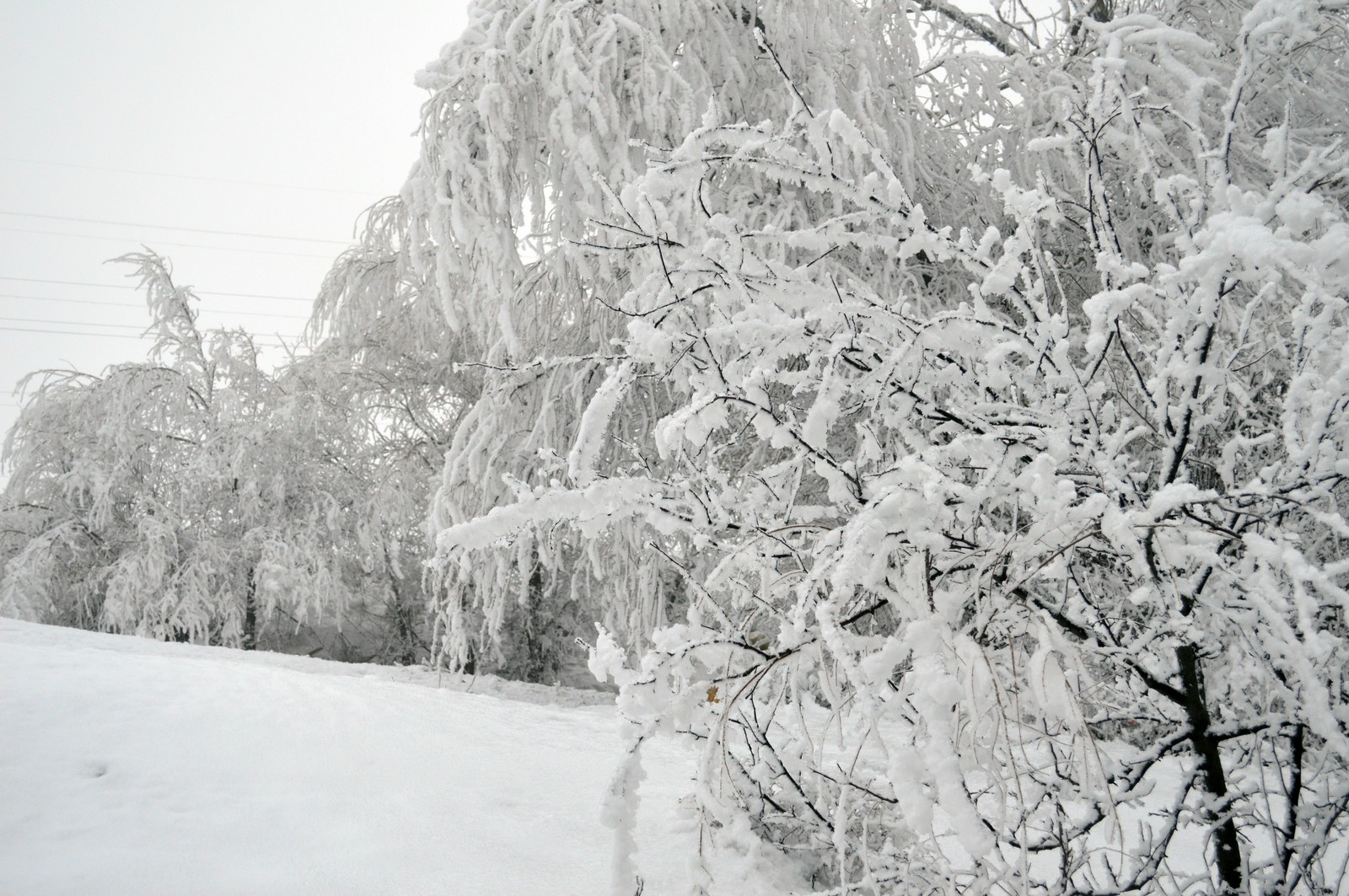 Zimushka winter... - My, The photo, Winter, Nature, Nikon d3200, Volgograd, Longpost