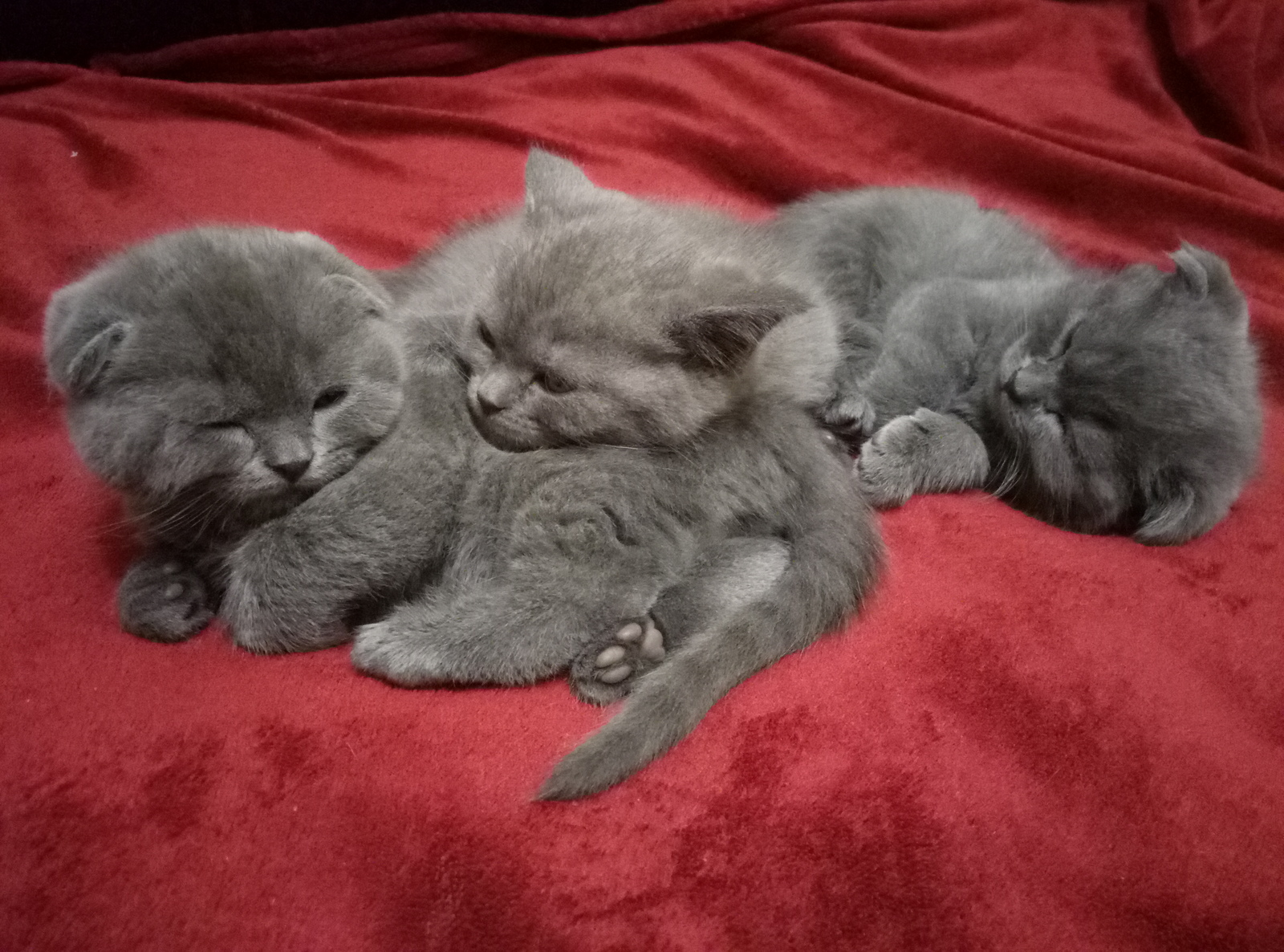 Tired - My, cat, Kittens