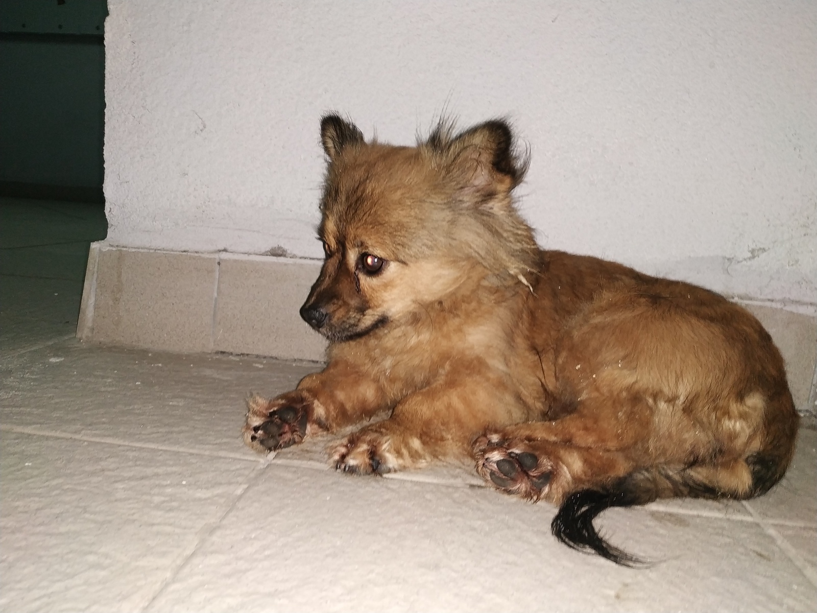 Found a puppy - My, Minsk, Dog, Found a dog, No rating, Help