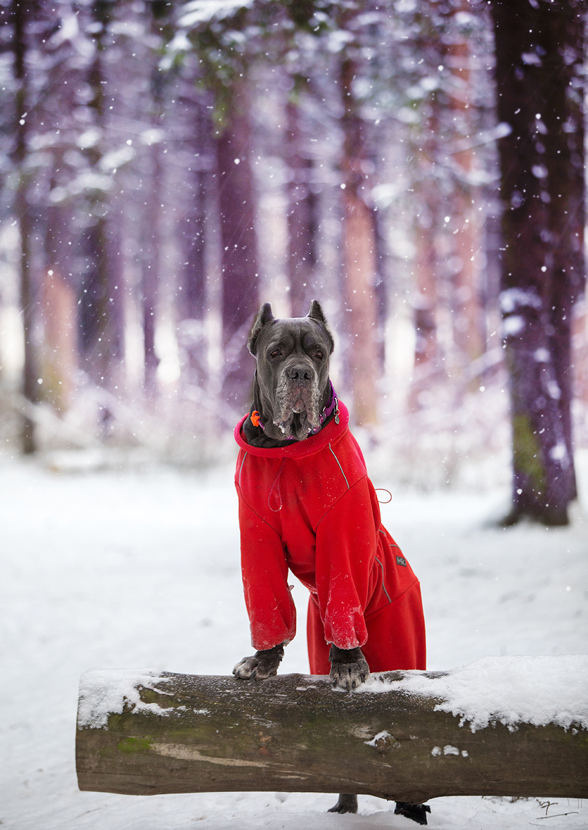 Corso and Russian winter - My, Dog, Cane Corso, The photo, Winter, Good boy, freezing, Longpost