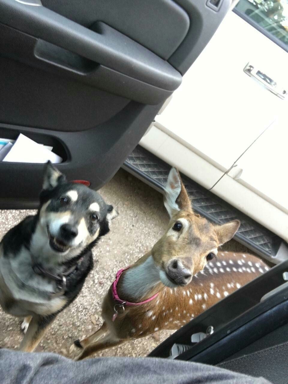 My neighbor saved a fawn and now he lives with him - Deer, The photo, The rescue, Family, Help, Animals, Dog, Milota, Deer