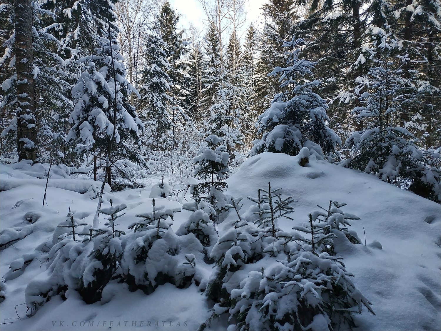 Winter - My, Featheratlas, Nature, Forest, The photo, Winter, Longpost