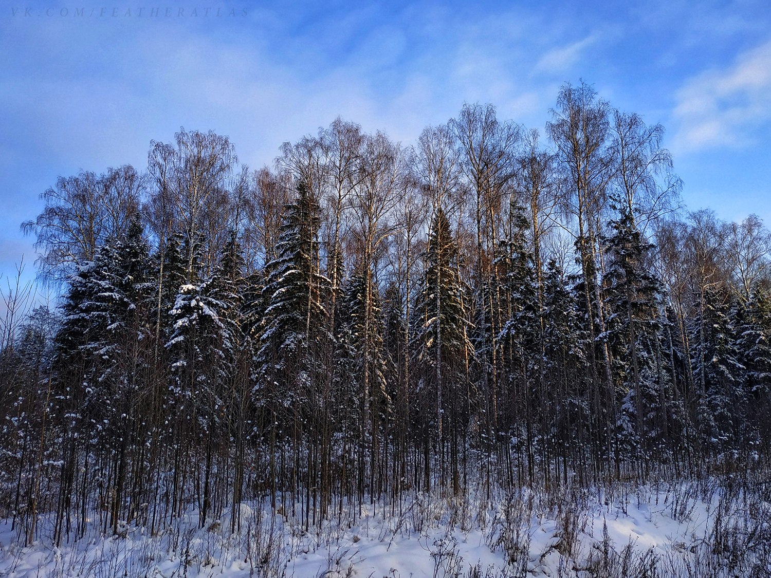 Winter - My, Featheratlas, Nature, Forest, The photo, Winter, Longpost