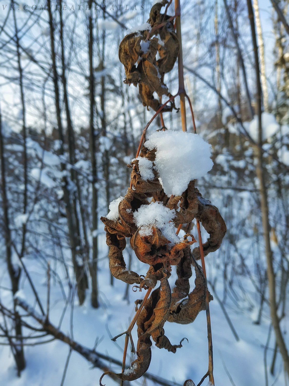 Winter - My, Featheratlas, Nature, Forest, The photo, Winter, Longpost