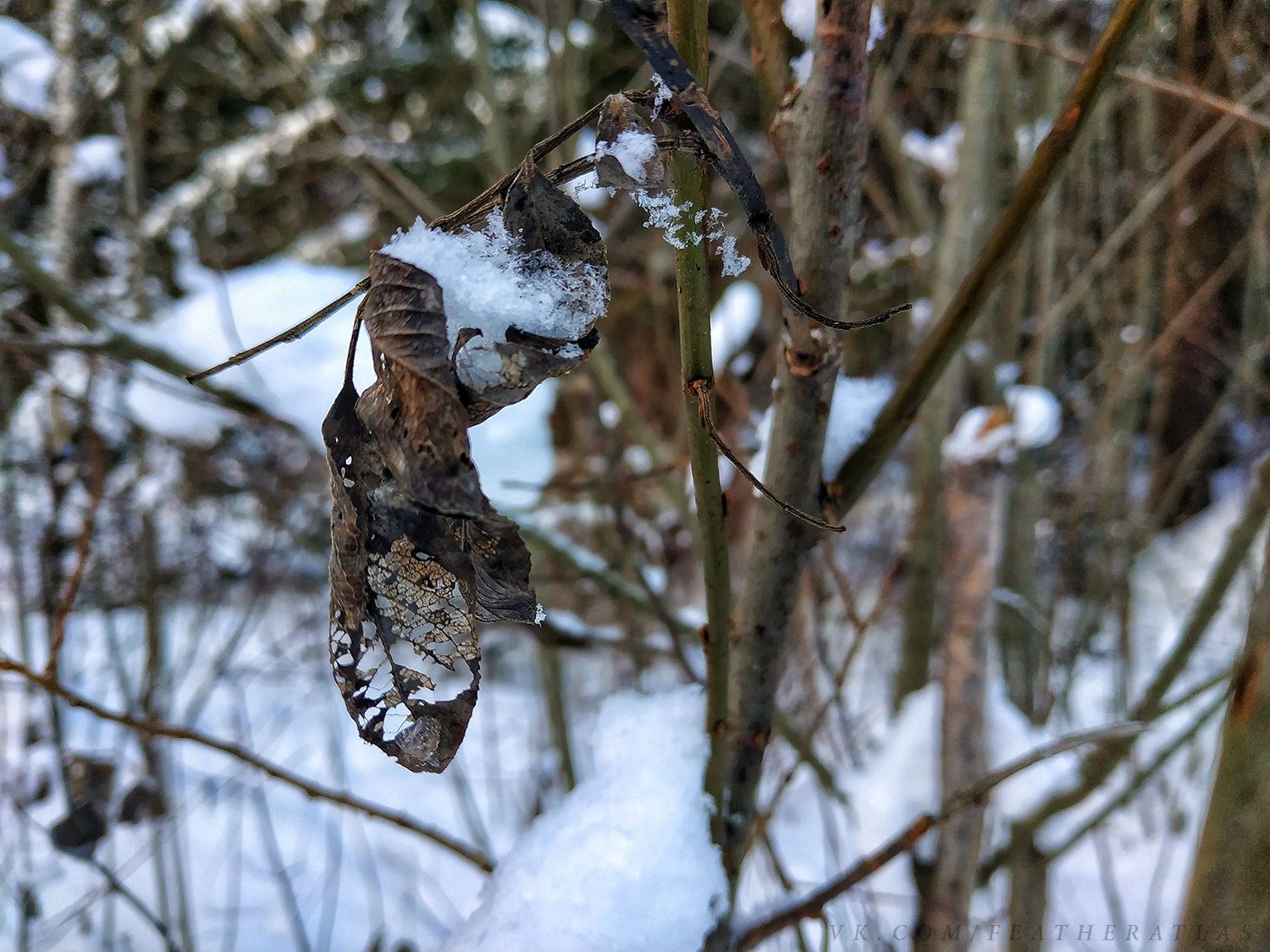 Winter - My, Featheratlas, Nature, Forest, The photo, Winter, Longpost