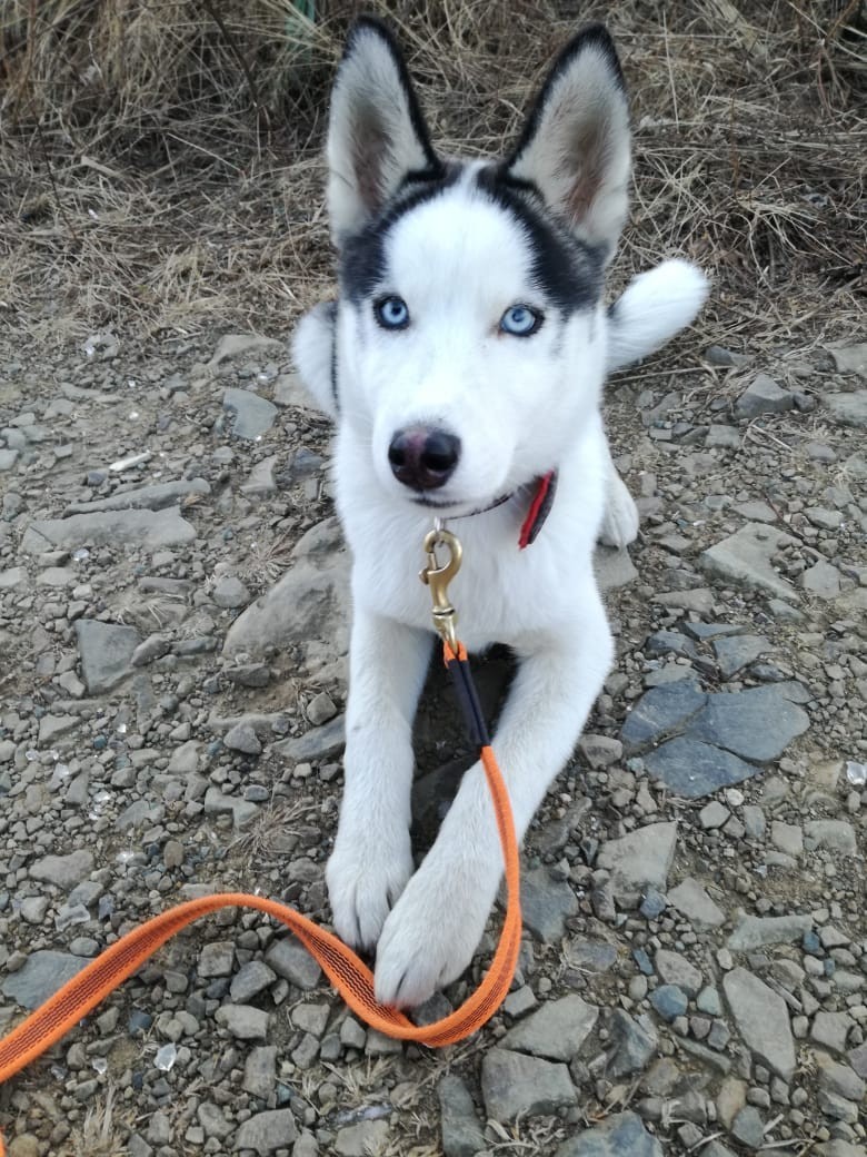 UPD The dog was found. - My, No rating, Dog, Husky, Vladivostok, Longpost