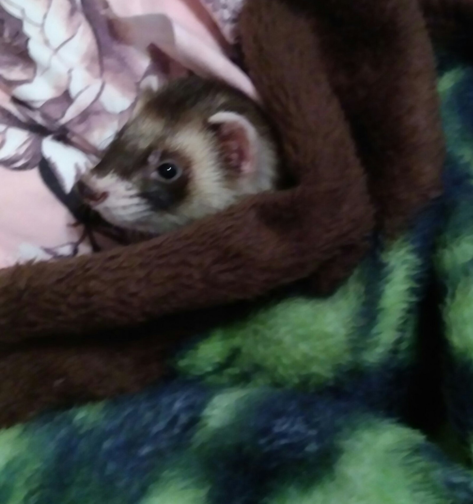 Read me a story, I can't sleep. - My, Ferret, Milota, Dream