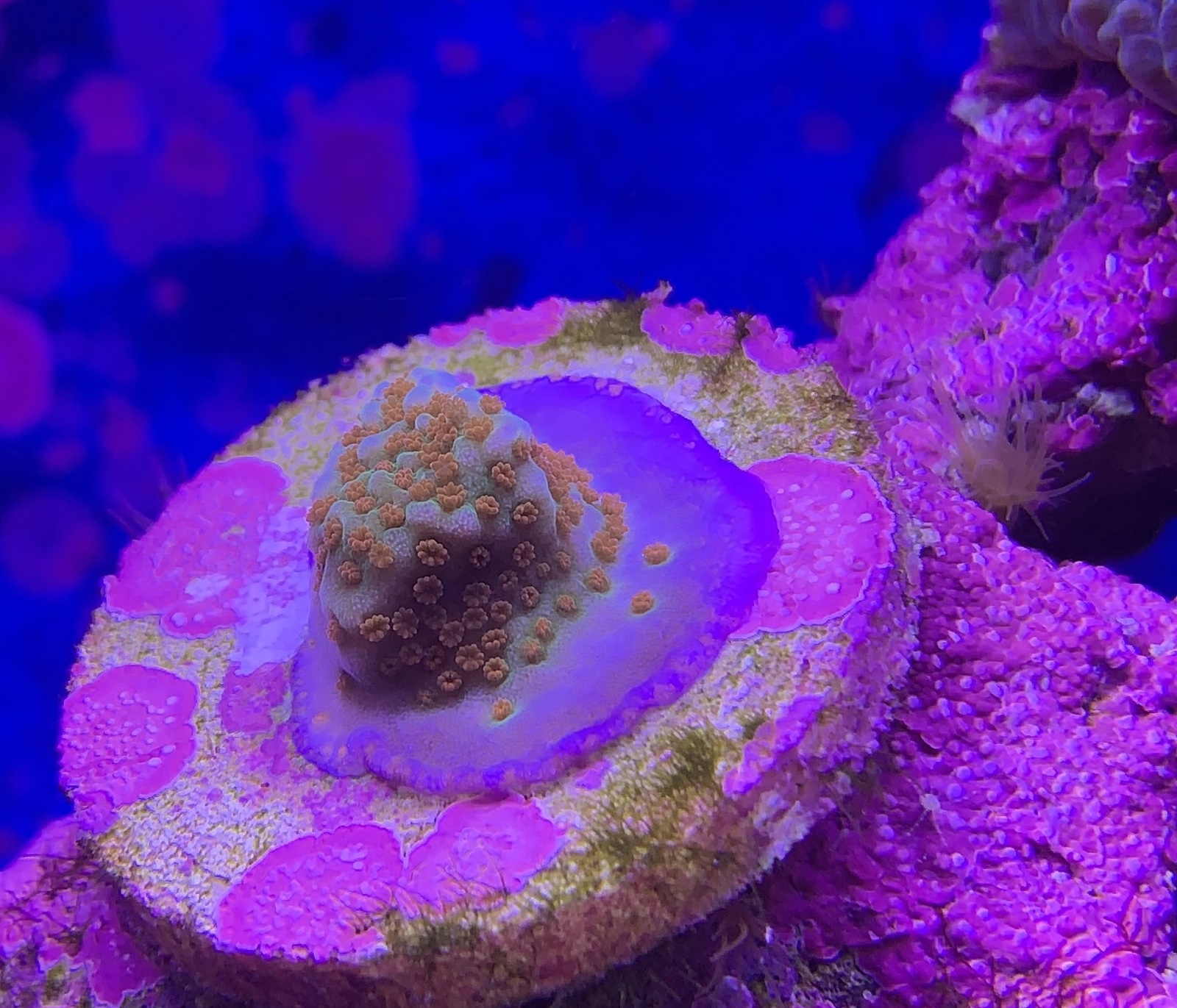 Montipora - My, Aquarium, Marine Aquarium, Coral, 