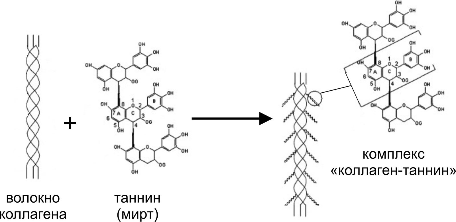 Persimmon 2.0 Instructions for use (and about dried persimmon =) - Persimmon, Chemistry, Biochemistry, Life hack, Coca-Cola, Habr, Longpost