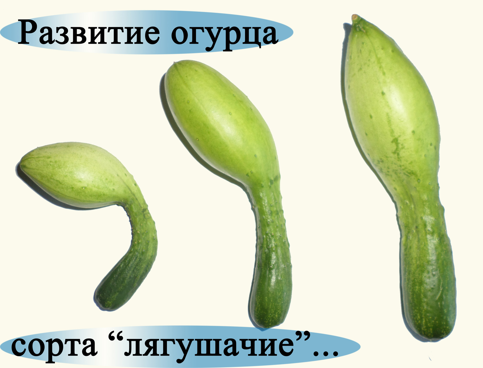 Age of Vegetables - My, Vegetables, , Longpost, GIF