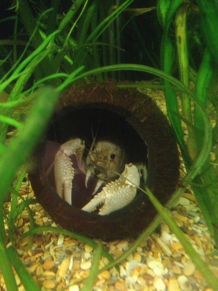 Sleeping in a house - My, Aquarium, Aquarium crayfish, Animals