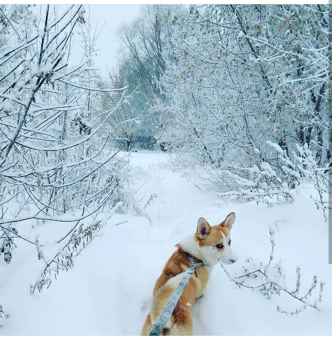 Следуй за мной - Моё, Follow me to, Следуй за мной, Собака, Корги, Вельш-Корги пемброк, Вельш корги пемброк