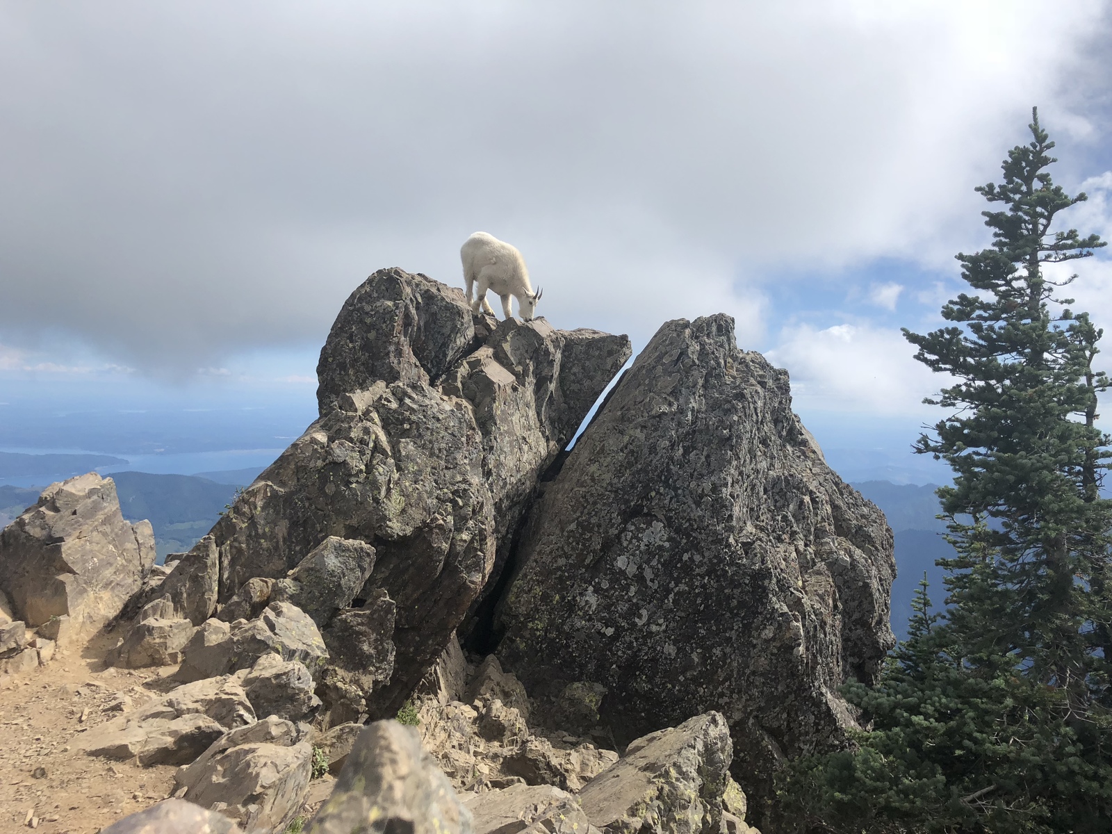 Goat, you say? # I write on my knee - My, Mountain goats, The mountains, Animals, Go ahead and go!, Longpost