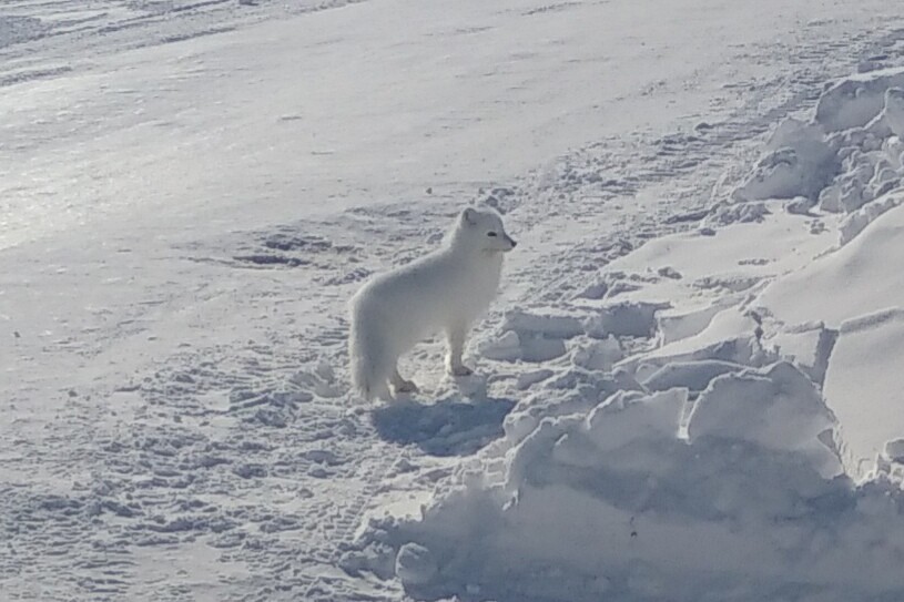 Our smaller brothers - My, Nature, Our smaller brothers, Animals, North, Longpost