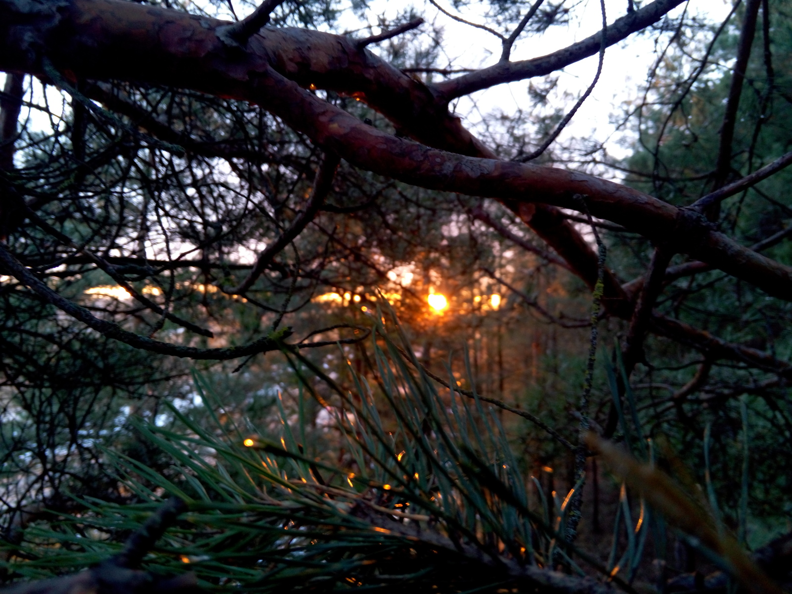 How I went to the forest for the Christmas tree on December 31. - My, Longpost, New Year, Hike, Pine