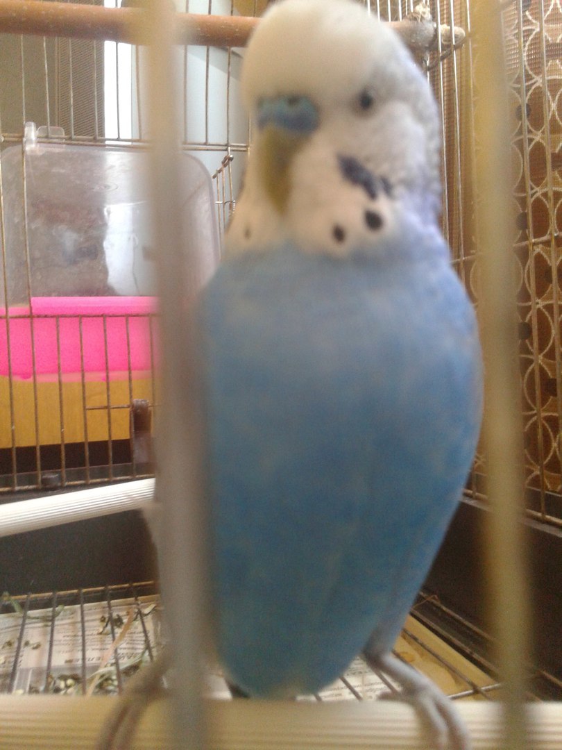 Budgerigar - My, A parrot, Birds, Longpost