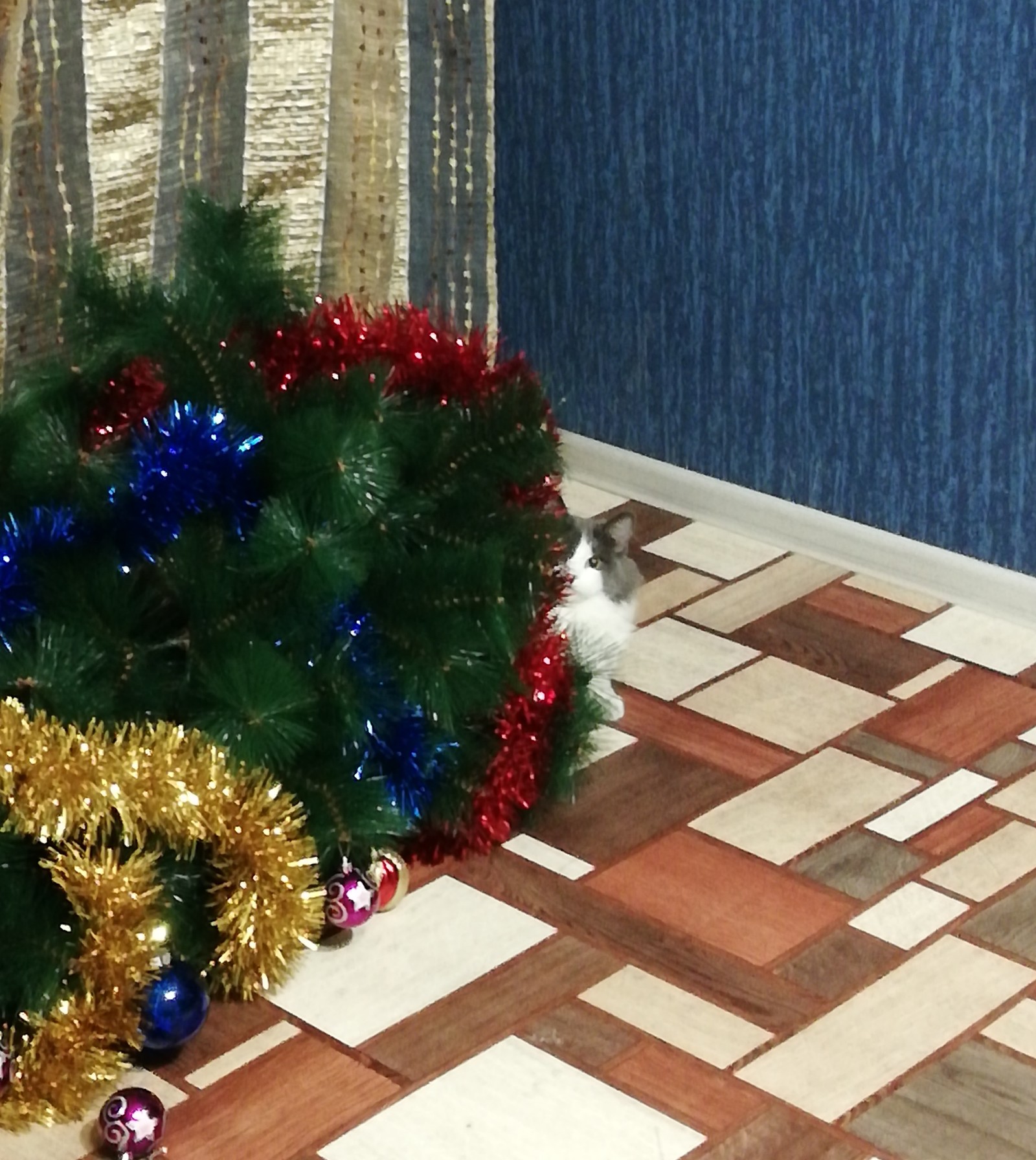 Felix and Lelik - My, cat, Catomafia, Christmas tree, Longpost