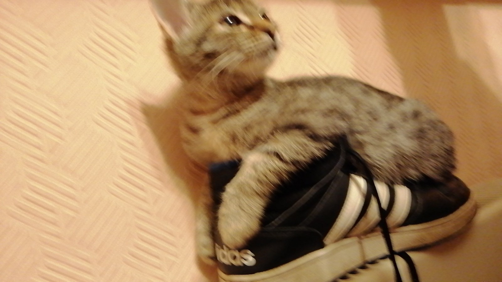 I put the shoes to dry - My, cat, The photo, , Convenience, Longpost, Adidas, Boots