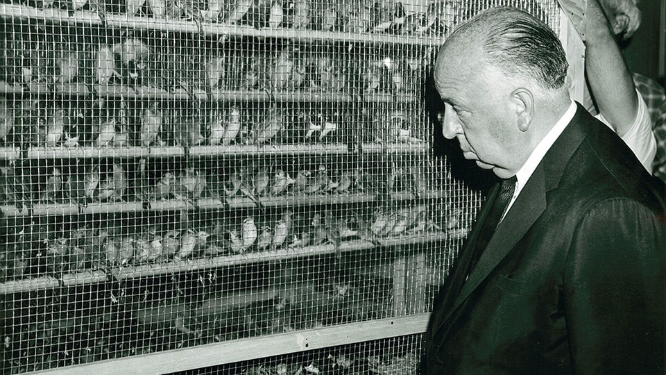 Film Birds. - My, Alfred Hitchcock, Birds, Horror, Horror, Filming, Photos from filming, Longpost