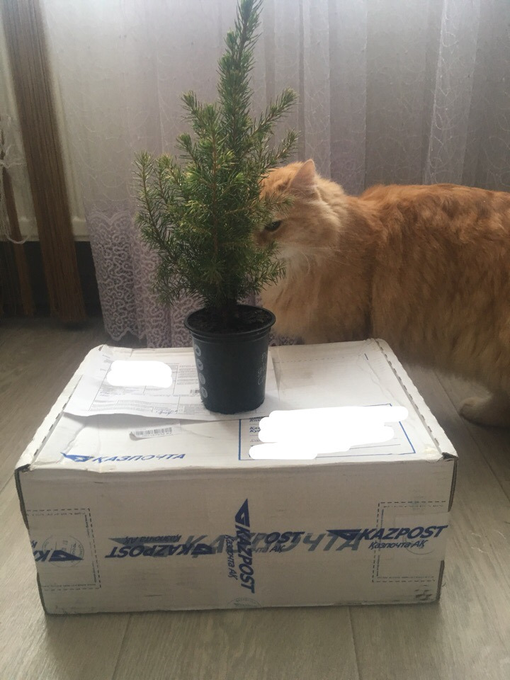 Gift from Uralsk - My, New Year, Secret Santa, Presents, Gift exchange, Longpost, Gift exchange report