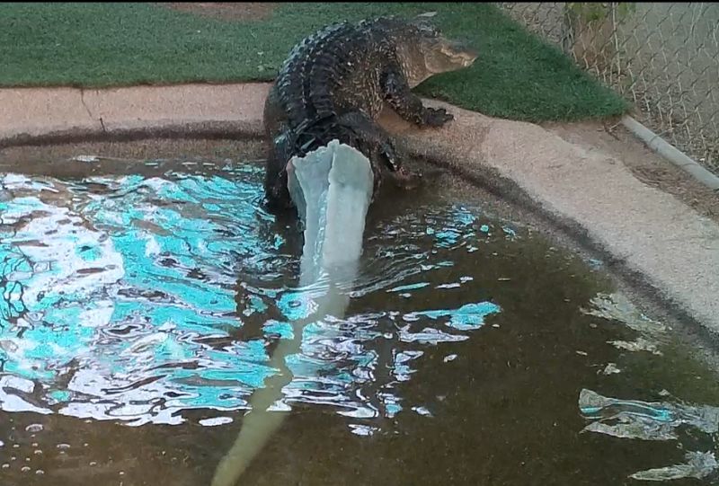 Alligator gets 3D printed prosthetic tail - Alligator, 3D printer, Tail, Longpost