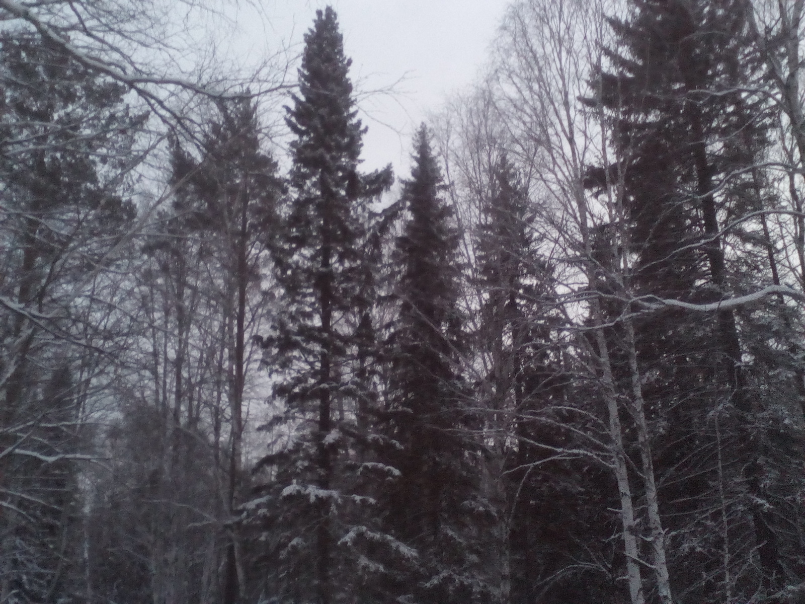 winter spruce - My, Nature, Ural, Forest, Longpost