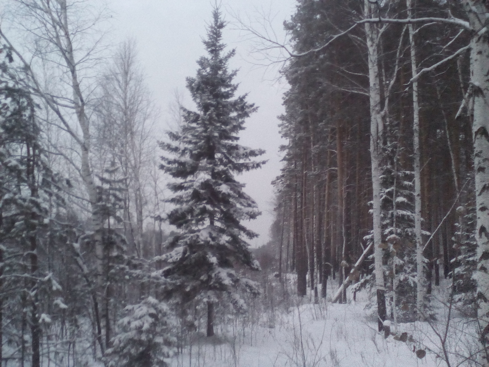 winter spruce - My, Nature, Ural, Forest, Longpost