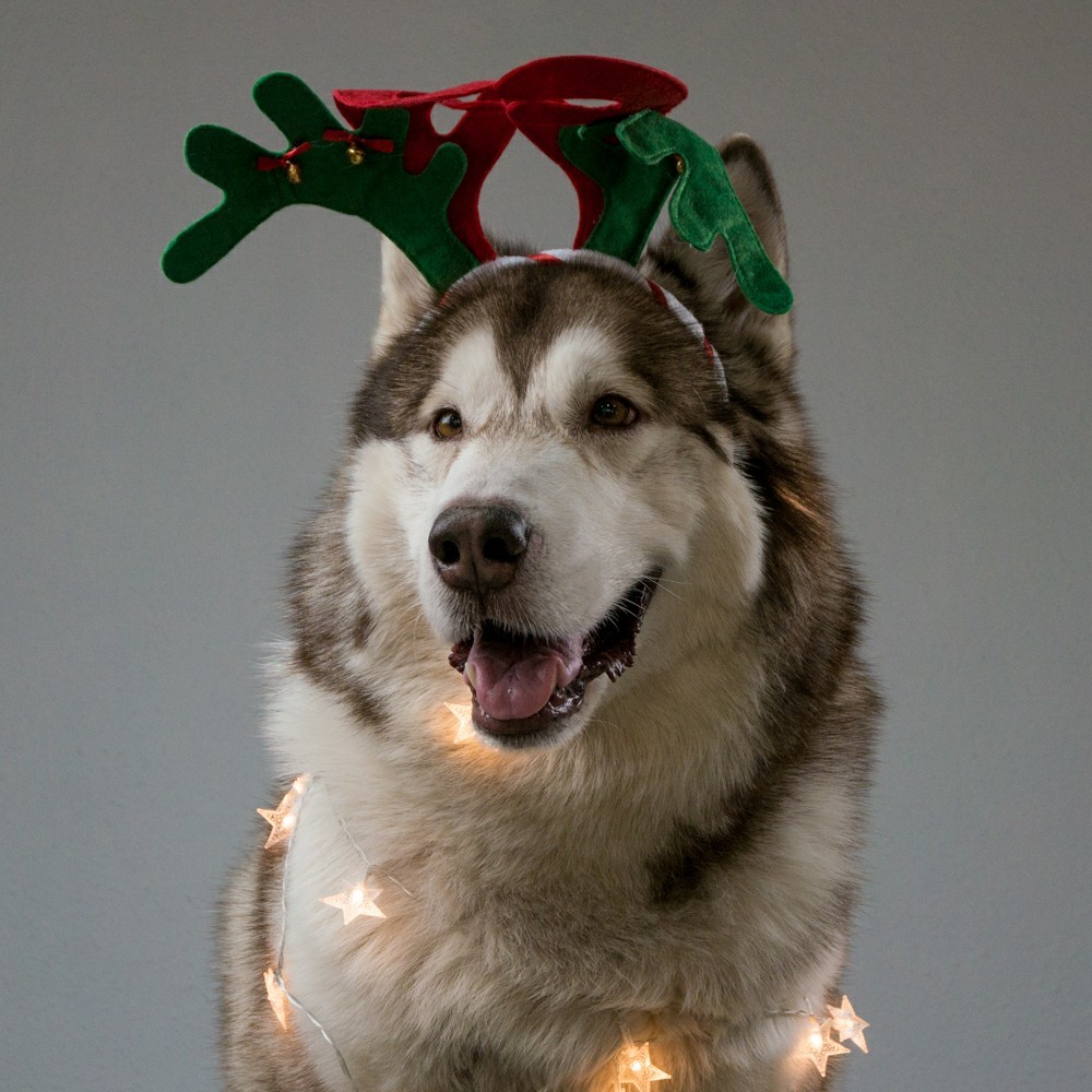 New Year's Reindeer Roca wishes everyone a Happy New Year! - My, Dogs and people, Alaskan Malamute, New Year, Congratulation