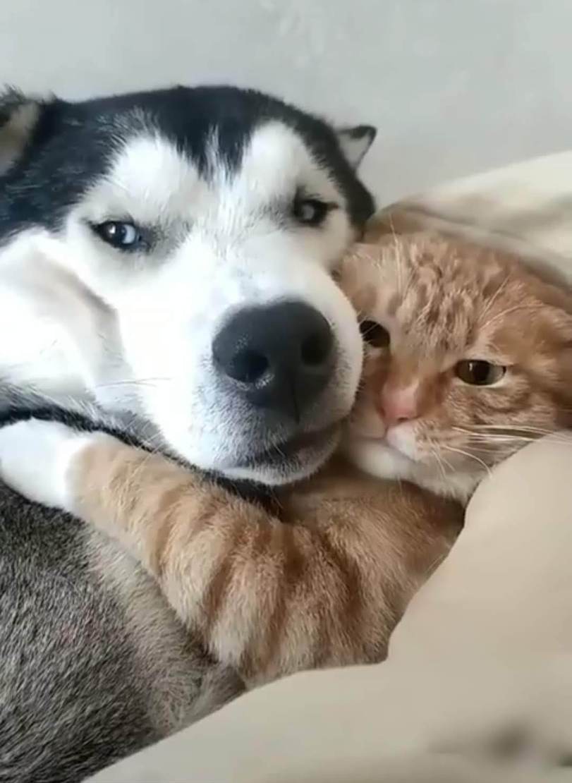 Cat and dog in your feed! - cat, Dog, Catomafia, Hugs, Kindness, Positive, Good morning, Husky