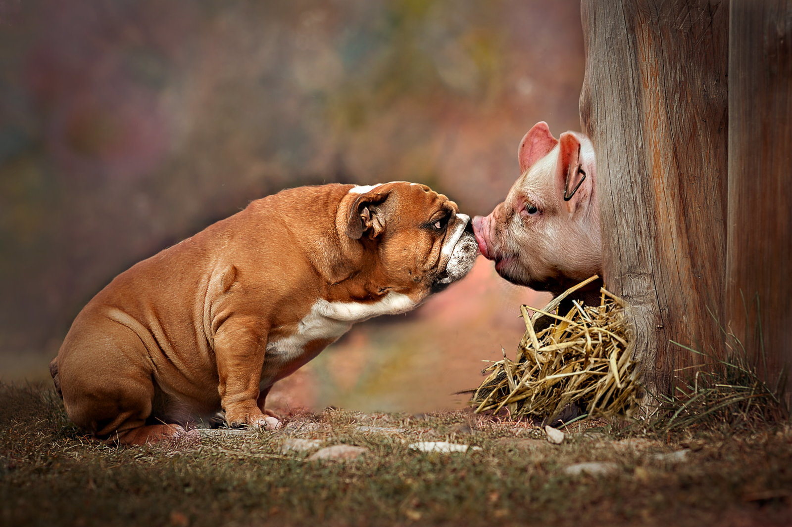 handover - Dog, Pig, Kiss, The photo