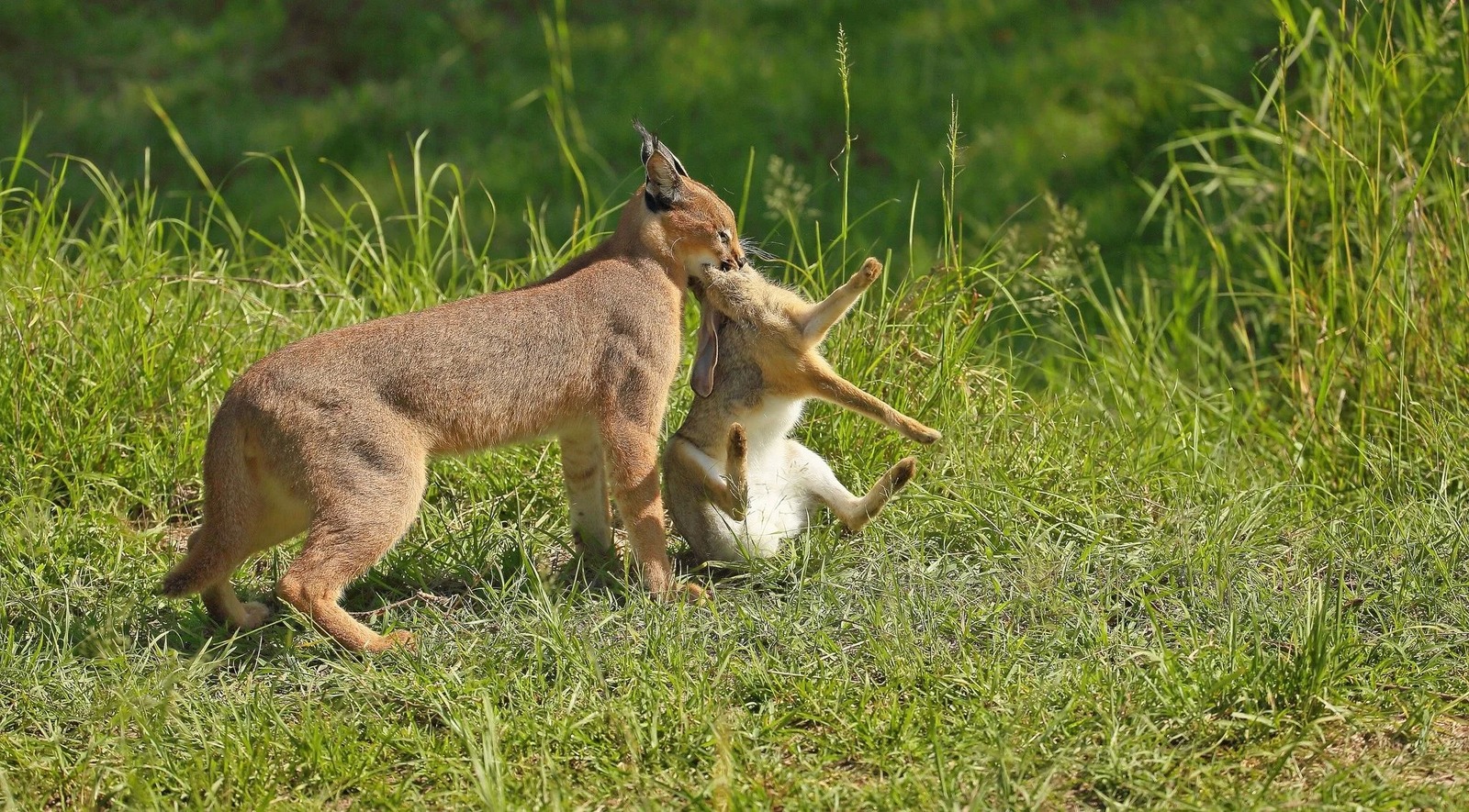 Caracal - cat, Caracal, Animals, Longpost